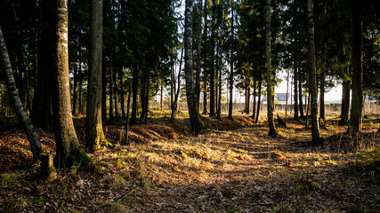  Natural forest of spruce and deciduous forest.