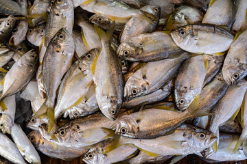 Fresh fish at the fish market. Close-up. Concept of healthy eating. Top viev.