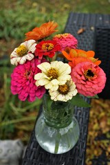 Zinnias in a Vase