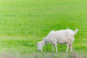 Obraz premium White goat grazing in the field