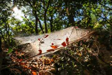 Spider web on vegetation in the forest.