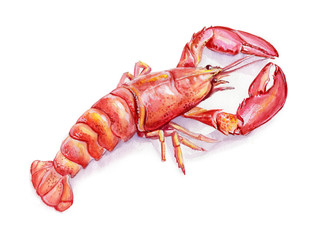 Watercolor illustration of lobster on white background. Fresh organic seafood. Hand drawn illustration