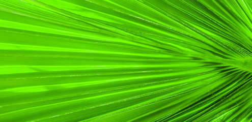 Palm leaf texture for background