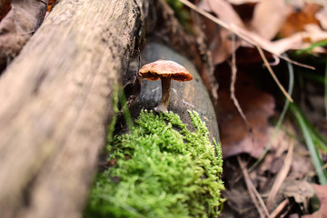 Mushroom