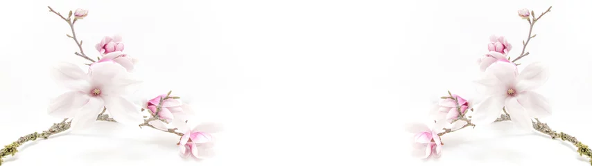Gardinen Schöne blühende Magnolie auf Zweig isoliert auf weißem Hintergrund mit Platz für Text - Hintergrundpanoramabanner lang © Corri Seizinger