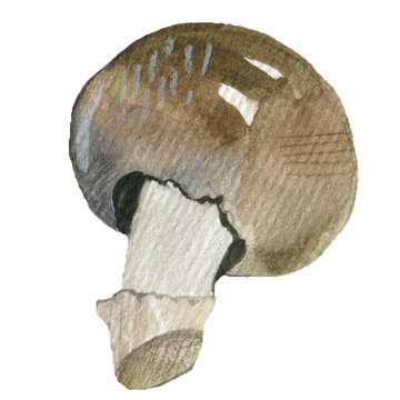 engraving illustration of mushrooms champignons on white background