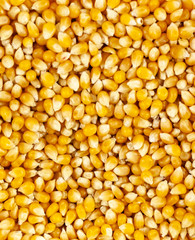 Up close shot of unpopped popcorn kernels