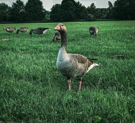 goose on green grass