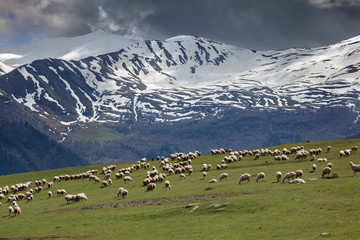 Fototapeta na wymiar The pastures of Tusheti (Georgia)