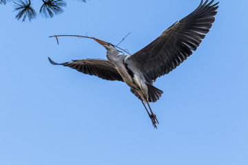 great blue heron in flight flying bird with blue sky background