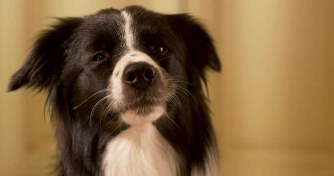 border collie shows tongue in slow motion, Adorable border collie dog is tilting his head, dog, border collie, pet, animal, collie, puppy, cute, canine, black, isolated, breed, portrait, border, slow 