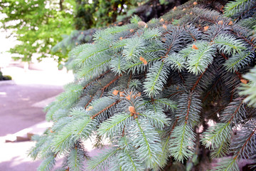 Spruce branch. Beautiful branch of spruce with needles. Christmas tree in nature. Green spruce. Spruce close up. Coniferous branches close up om a sunny day.