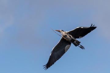 great blue heron in flight flying bird with blue sky background
