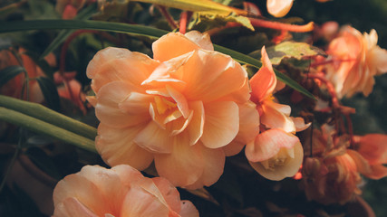 Knollenbegonie apricot