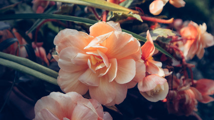 Knollenbegonie bl&uuml;hend