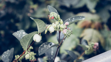 Schneeball Pflanze mit Frucht und Bl&uuml;te