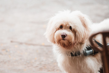 A small cute handicapped dog in a wheelchair paralyzed half way in the street looking towards the camera
