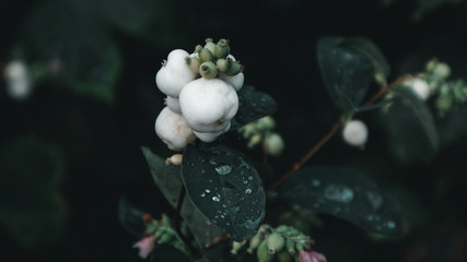 Schneeball Pflanze mit Frucht