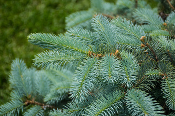 Spruce branch. Beautiful branch of spruce with needles. Christmas tree in nature. Green spruce. Spruce close up. Coniferous branches close up om a sunny day.