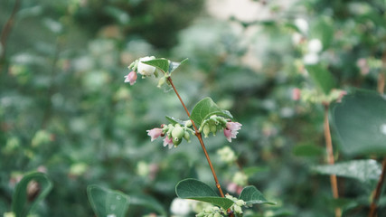 Schneeball Pflanze mit Bl&uuml;te