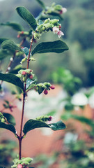 Schneeball mit Regentropfen