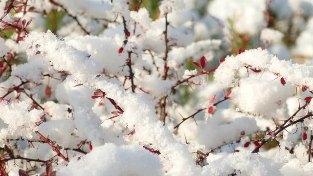 Slow melting first snow on Ripe Red Barberry beries in late autumn