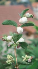 Schneeball Pflanze mit Frucht