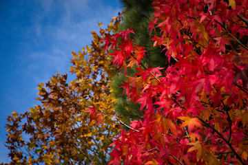autumn colors: leaves and trees the colors are intense and nature is beautiful