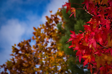 autumn colors: leaves and trees the colors are intense and nature is beautiful