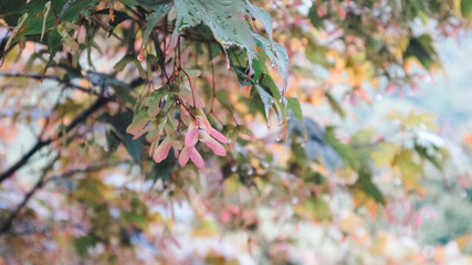 roter japanischer AHORN