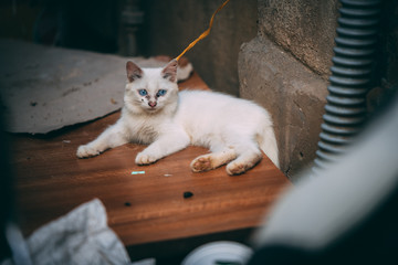 A white fluffy kitten tied up and left in the streets in Vietnam with black gunk around it's eyes and nose - Typical for street cats