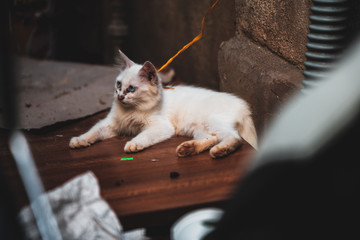 A white fluffy kitten tied up and left in the streets in Vietnam with black gunk around it's eyes and nose - Typical for street cats