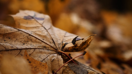 leaf