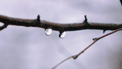 Drop on a branch
