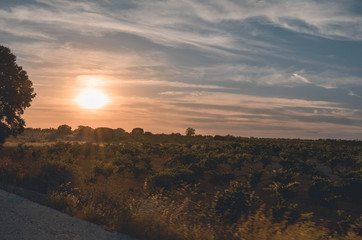 Sunset in the Orchard Field with Plants