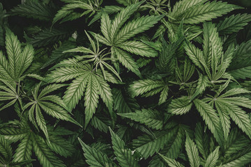 SoG hemp cultivation technique. Growing pot in groutent. Vegetative stage of marijuana growth....