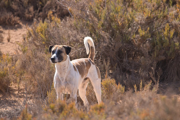 dog running in the park