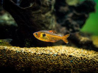 tetra serpae with white spot disease