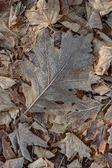 Frosty leaves on the ground portrait or landscape
