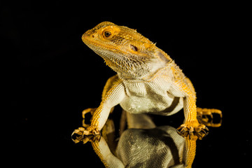 Agama bearded dragon reptile on black background