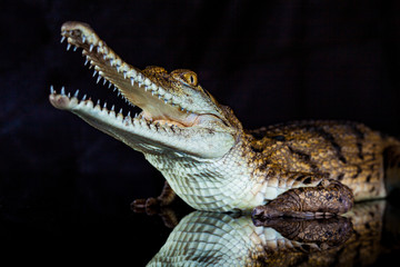 Fresh water crocodile - native animal in northern Australia, studio