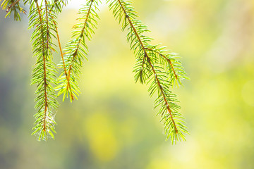 Natural greenery spruce branch. Fir branches on a blurry background. Christmas and New year concept. Copy space