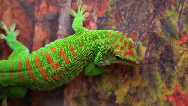 Giant day gecko eating a mealworm while hanging on a wall viewing its colorful pattern and texture.