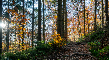 Silent Forest in spring with beautiful bright sun rays