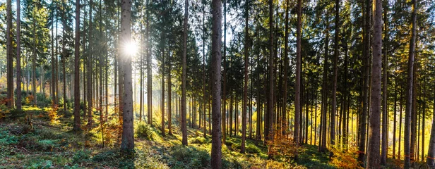 Silent Forest im Frühling mit schönen hellen Sonnenstrahlen © AA+W