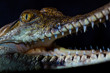 Fresh water crocodile - native animal in northern Australia, studio