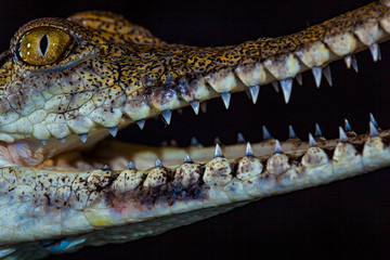 Fresh water crocodile - native animal in northern Australia, studio