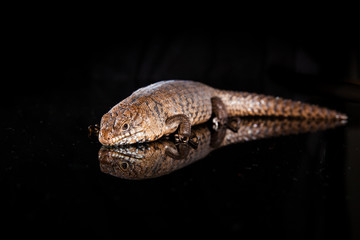 Pair of Cunningham skinks - Egernia cunninghami - skink species, Australia