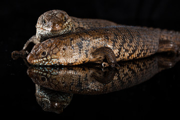 Pair of Cunningham skinks - Egernia cunninghami - skink species, Australia