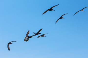 Flock of Pelicans flying over the beach